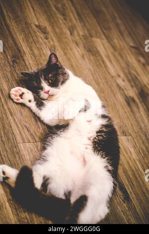 A curious cat with a playful spirit lying on its back on a wooden floor, making direct eye contact with the camera Stock Photo