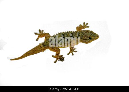 Gecko on white background Stock Photo