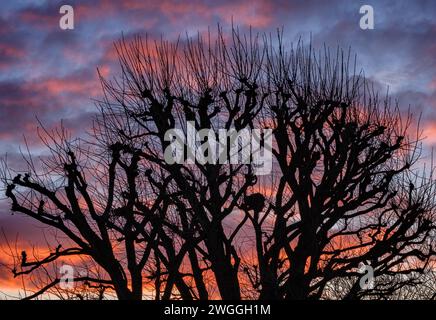 Winter silhouette of a pruned Sycamore tree against a colourful sunrise - Gloucestershire UK Stock Photo