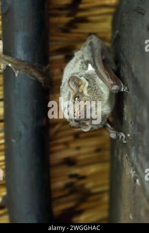 Mauritius-Grabfledermaus / Mauritian tomb bat / Taphozous mauritianus Stock Photo