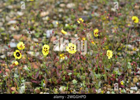 Spotted rock-rose (Tuberaria guttata or Helianthemum guttatum) is an annual plant native to Mediterranean Basin, Portugal and in some locations of Bri Stock Photo