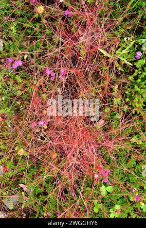 Greater dodder (Cuscuta europaea) is a parasitic plant native to Europe. This photo was taken in Muniellos Biosphere Reserve, Asturias, Spain. Stock Photo