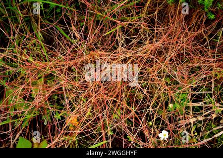 Greater dodder (Cuscuta europaea) is a parasitic plant native to Europe. This photo was taken in Muniellos Biosphere Reserve, Asturias, Spain. Stock Photo