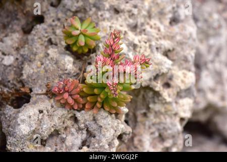Red stonecrop (Sedum rubens) is an annual plant native to Mediterranean Basin and Portugal. This photo was taken in Trepuco, Menorca, Balearic Islands Stock Photo