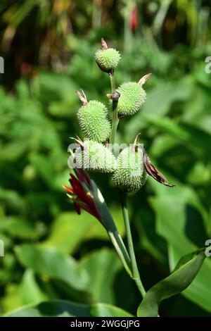 Achira (Canna coccinea) is a perennial herb native to South America. Fruits detail. Stock Photo