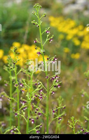 Dog figwort (Scrophularia canina) is a perennial herb native to Mediterranean Basin and Portugal. It has very small dark purple flowers. This photo wa Stock Photo