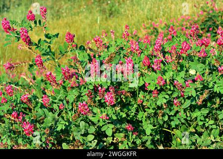Sulla or French honeysuckle (Hedysarum coronarium or Sulla coronaria) is a perennial herb native to Mediterranean Basin and cultivated as fodder. This Stock Photo