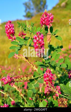 Sulla or French honeysuckle (Hedysarum coronarium or Sulla coronaria) is a perennial herb native to Mediterranean Basin and cultivated as fodder. This Stock Photo