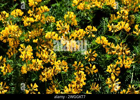 Balearic horseshoe vetch, violeta de penyal or herba de cabell d'indi (Hippocrepis balearica) is a perennial herb endemic to Balearic Islands and Alac Stock Photo
