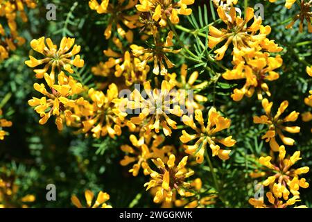 Balearic horseshoe vetch, violeta de penyal or herba de cabell d'indi (Hippocrepis balearica) is a perennial herb endemic to Balearic Islands and Alac Stock Photo