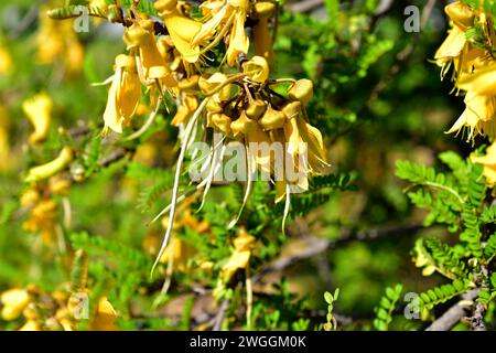 Toromiro (Sophora toromiro) is a tree endemic to Easter Island and extinct in the wild. Flowers and unripe fruits detail. Stock Photo