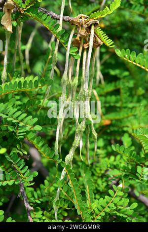 Toromiro (Sophora toromiro) is a tree endemic to Easter Island and extinct in the wild. Fruits and leaves detail. Stock Photo