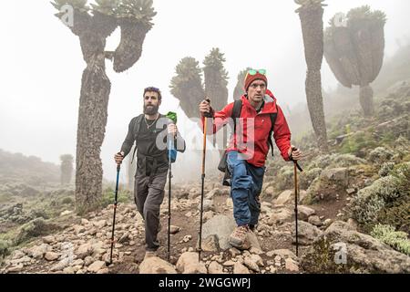 Hikers backpacking between giant groundsel (Dendrosenecio) trees on way to Mount Kilimanjaro, Tanzania Stock Photo