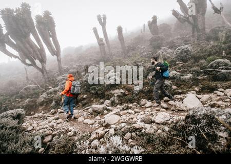 Hikers backpacking between giant groundsel (Dendrosenecio) trees on way to Mount Kilimanjaro, Tanzania Stock Photo