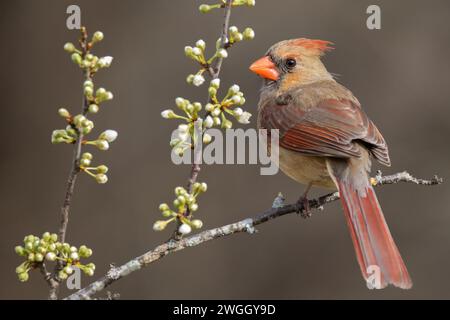 A Female Northern Carinal Perched on a Plum Branch Stock Photo