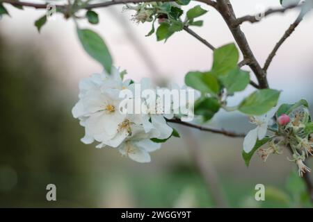 Apple blossoms on a granny smith tree Stock Photo