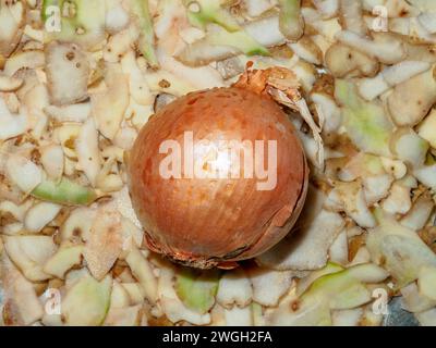 Top view of an onion lying on potato peelings. Stock Photo