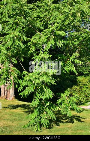 Butternut or white walnut (Juglans cinerea) is a deciduous tree native to northeastern USA and southeastern Canada. Stock Photo