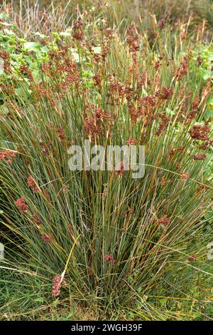 Spiny rush or sharp rush (Juncus acutus) is a perennial plant that grows in dunes and salt marshes. This photo was taken in Cala Joncols, Girona provi Stock Photo