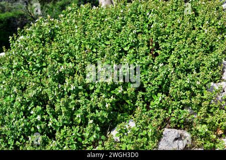 White hedge-nettle (Prasium majus) is a perennial sbshrub native to Mediterranean Basin. This photo was taken in Menorca, Balearic Islands, Spain. Stock Photo