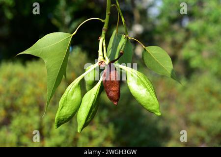 Kurrajong (Brachychiton populneus) is an ornamental tree native to Australia. Ripe and unripe fruits detail. Stock Photo