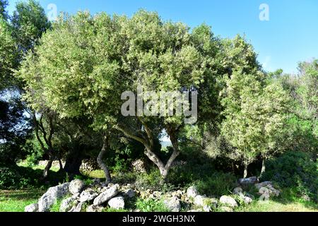 Wild olive (Olea europaea sylvestris or Olea oleaster) is a evergreen tree native to Mediterranean Basin. This photo was taken in Menorca, Balearic Is Stock Photo