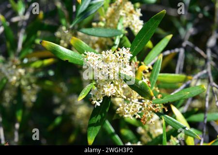 Wild olive (Olea europaea sylvestris or Olea oleaster) is a evergreen tree native to Mediterranean Basin. This photo was taken in Menorca, Balearic Is Stock Photo