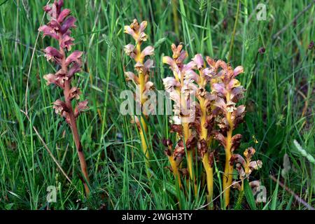 Thyme broomrape (Orobanche alba) is a parasite plant native to central and southern Europe and western Asia. This photo was taken in Burgos province, Stock Photo