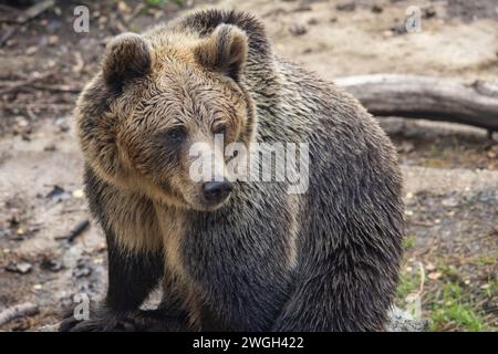 The brown bear (Ursus arctos), beast in a close-up view. Stock Photo