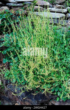 Buckler-leaved sorrel or french sorrel (Rumex scutatus) is an edible herb native specially to western Mediterranean Basin. This photo was taken in Are Stock Photo