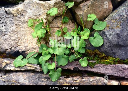 Buckler-leaved sorrel or french sorrel (Rumex scutatus) is an edible herb native specially to western Mediterranean Basin. This photo was taken in Bab Stock Photo