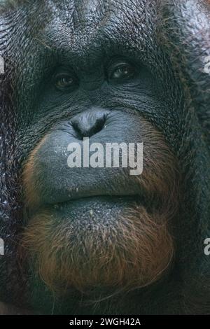 Bornean orangutan (Pongo pygmaeus), face of ape in a close-up view. Stock Photo