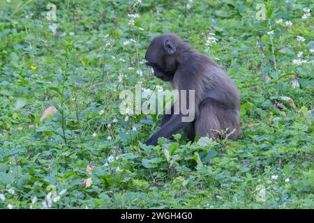 Gelada baboon baby grazing in the grass. Stock Photo