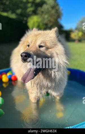 The dog eurasier playing in a pool with balls Stock Photo