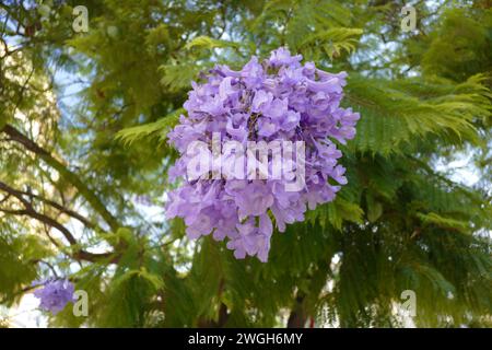 Jacaranda mimosifolia is a sub-tropical tree native to south-central South America. Stock Photo