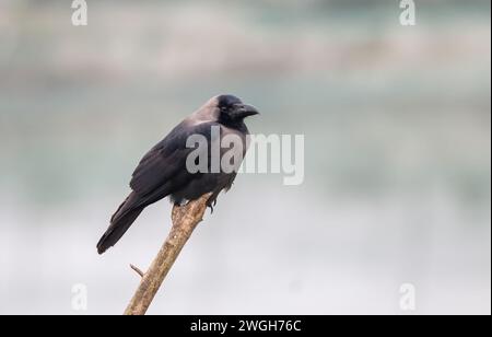 house crow on a brunch.this photo was taekn from Chittagong,Bangladesh. Stock Photo