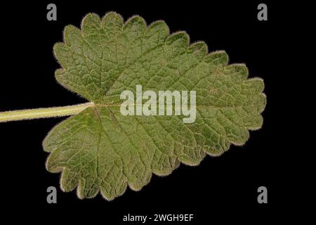 Big Betony (Betonica macrantha). Leaf Closeup Stock Photo