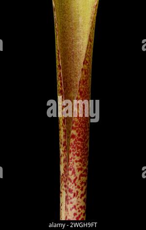 False Rosenbach Onion (Allium rosenorum). Leaf Base Closeup Stock Photo