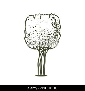Sketch of topiary conifers. Sheared thuja sphere. Geometric trees for advertising and landscape design. Isolated on white background. Vector Stock Vector