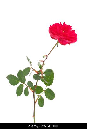 Red memorial rose isolated on white background, Rosa lucieae Stock Photo