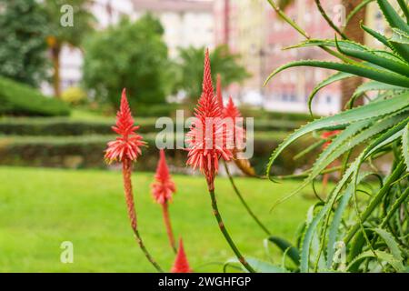 Aloe succulent plant in bloom in the city with bright red flowers close up Stock Photo