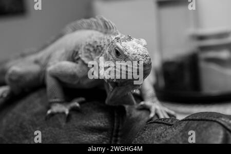 Green iguana black and white image Stock Photo