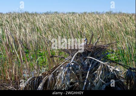 Great Blue Heron (Ardea herodias) sitting on nest in top of old palm tree in wetland, Lake Apopka, Florida, USA. Stock Photo