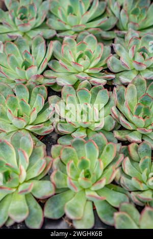 Rows of small red-tipped green Echeveria Ben Bedis succulent plant plants for sale at local plant nursery. Stock Photo