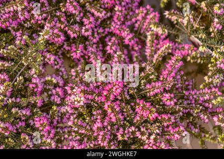 Close-up of pink heather plants for sale in local plant store greenhouse. Stock Photo