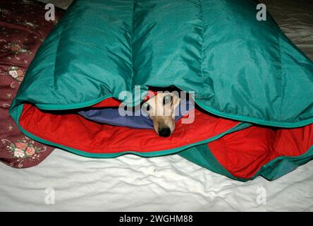 a dachshund makes itself comfortable in a sleeping bag Stock Photo