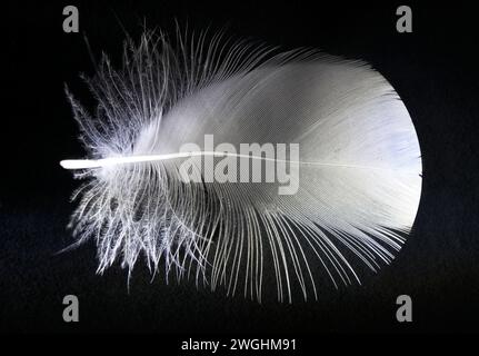 a small white bird feather in close-up Stock Photo