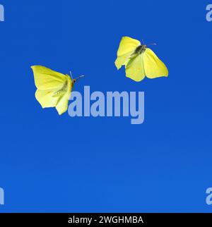 two brimstone butterflies (Gonepteryx rhamni) flying in blue sky Stock Photo