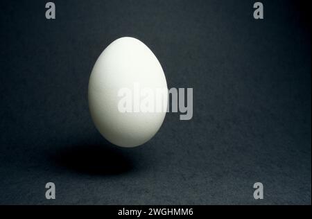 a white hen's egg in the studio Stock Photo