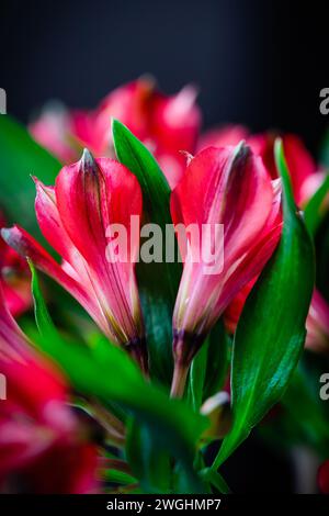 Red alstroemeria flowers on a black background Stock Photo